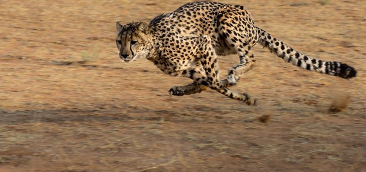 Top 10 der schnellsten Tiere der Welt - Land
