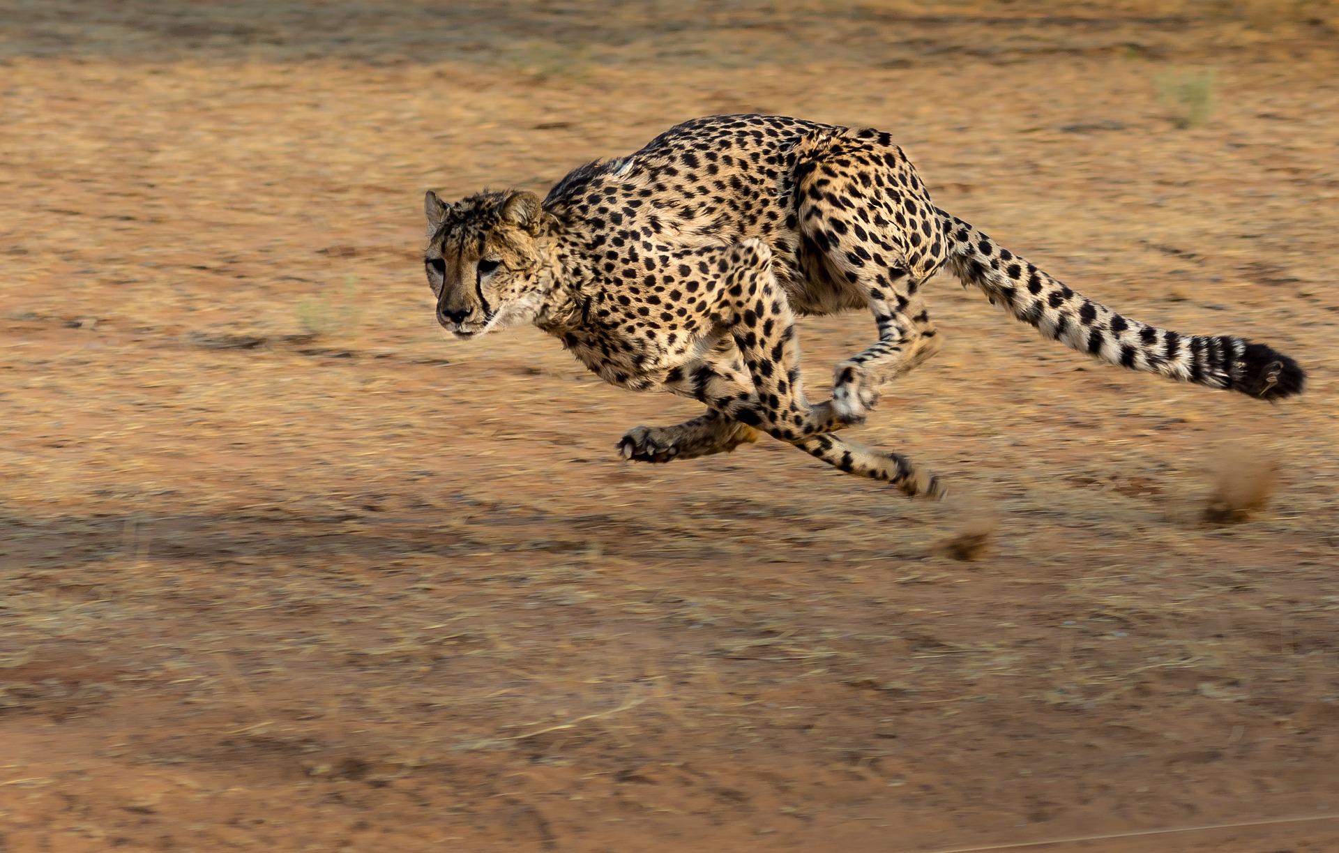 Top 10 der schnellsten Tiere der Welt - Land
