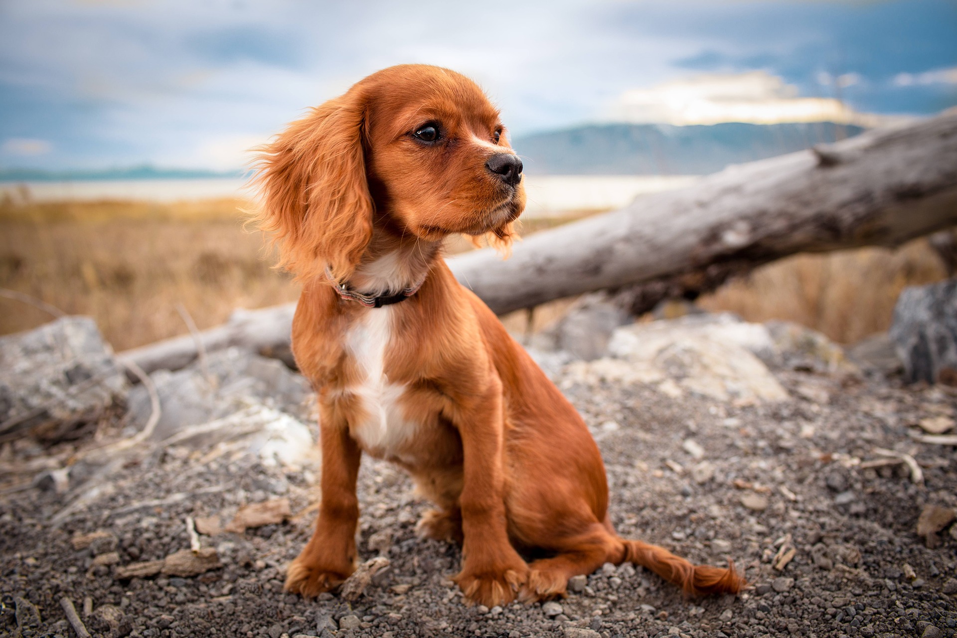 Top 10 der kleinsten Hunderassen der Welt