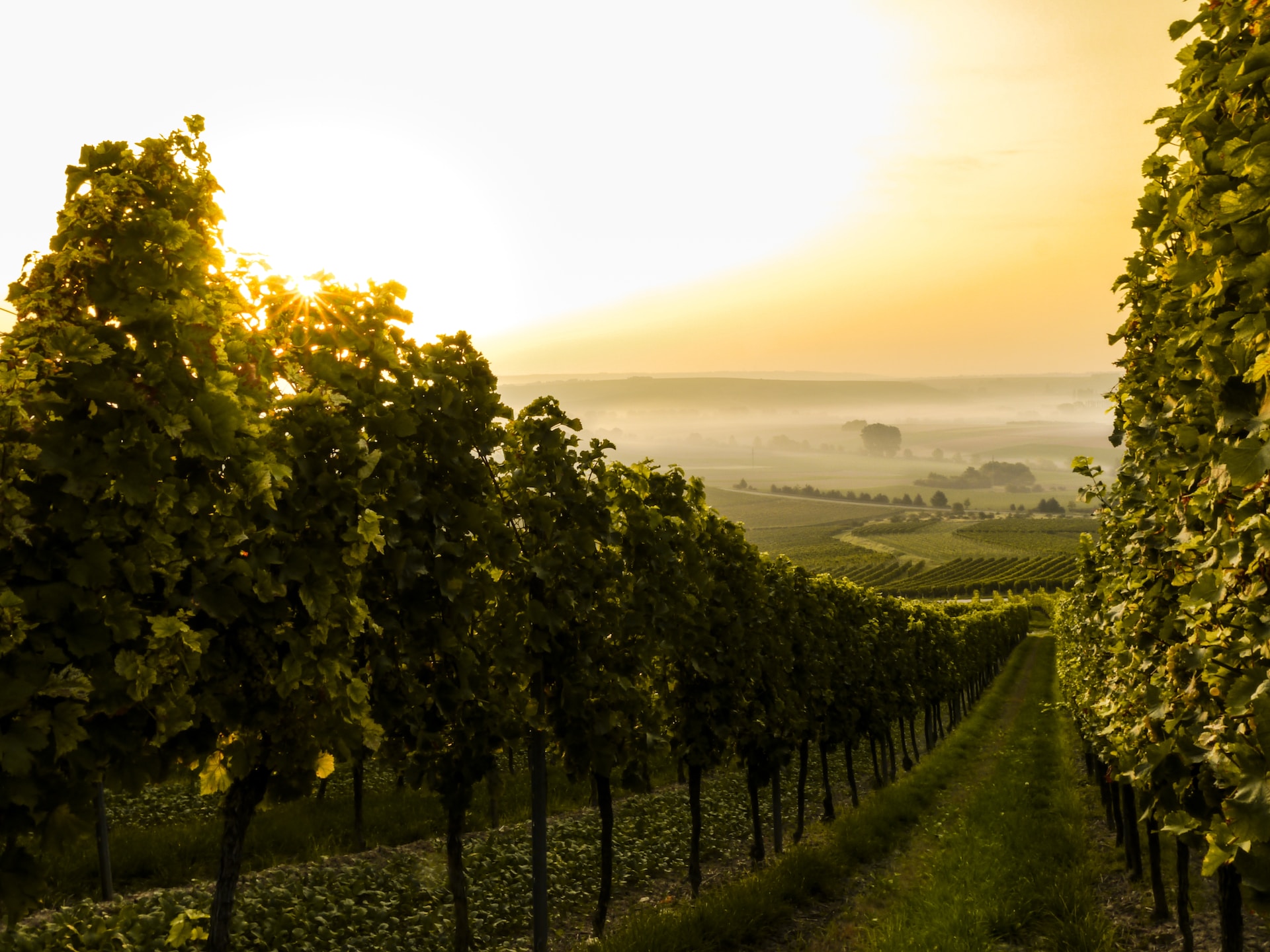 Top 10 - Die besten Weinregionen der Welt