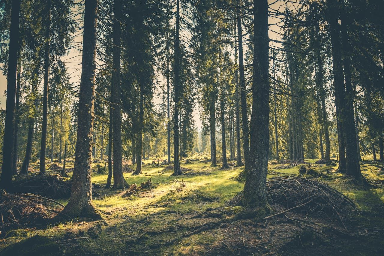 Wälder als Klimaschützer